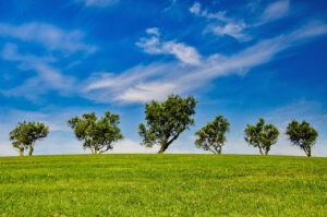 California Trees Grass Sky